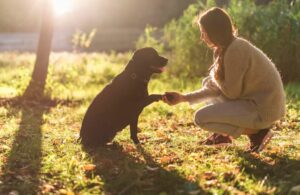 Dogoterapeuta. Jak nim zostać