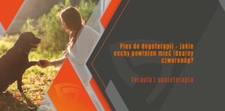 Pies do dogoterapii – jakie cechy powinien mieć idealny czworonóg?