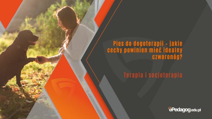 Pies do dogoterapii – jakie cechy powinien mieć idealny czworonóg?