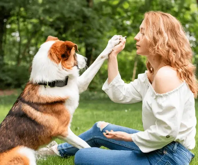  Kurs Kwalifikacyjny Dogoterapia